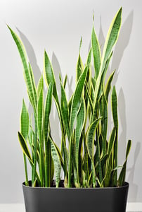 bigstock-Green-Succulent-Plant-Sansevie-431650796