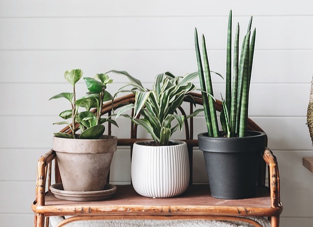 bigstock-Stylish-Green-Plants-In-Pots-O-291727714