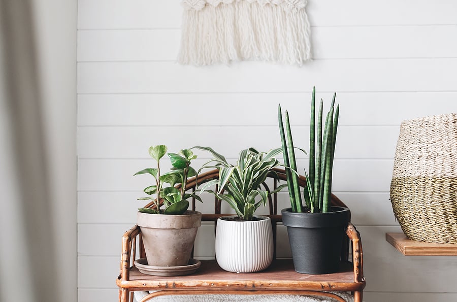 bigstock-Stylish-Green-Plants-In-Pots-O-291727714