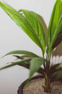 bigstock-Tropical-Looking-Golden-Cane-P-315142972