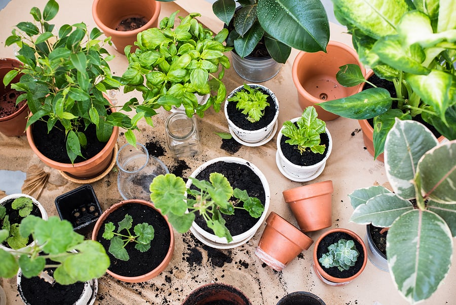 bigstock-balcony-garden-102709703
