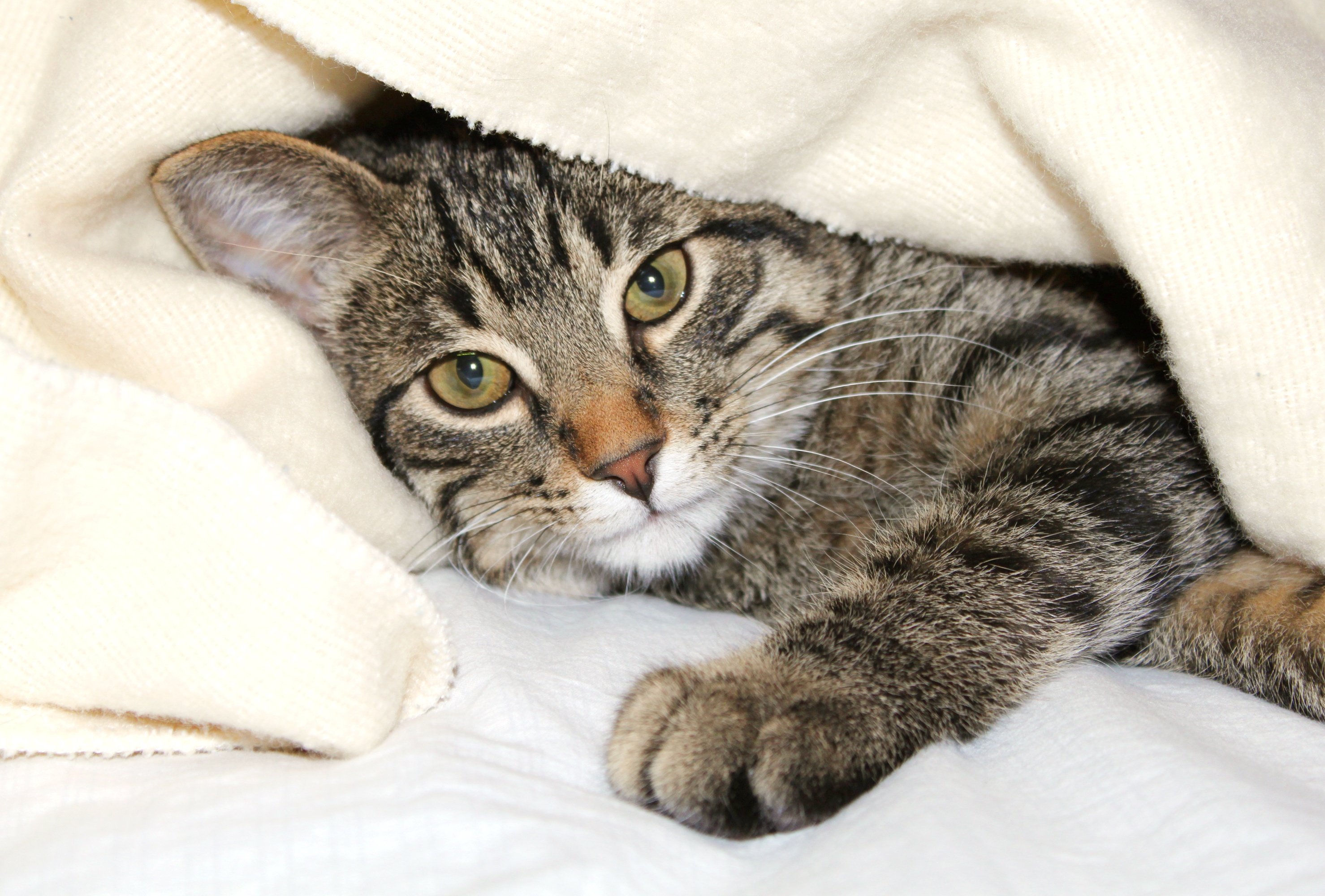 Why Cats Keep You up at Night and What to do to Get a Good Night’s Sleep