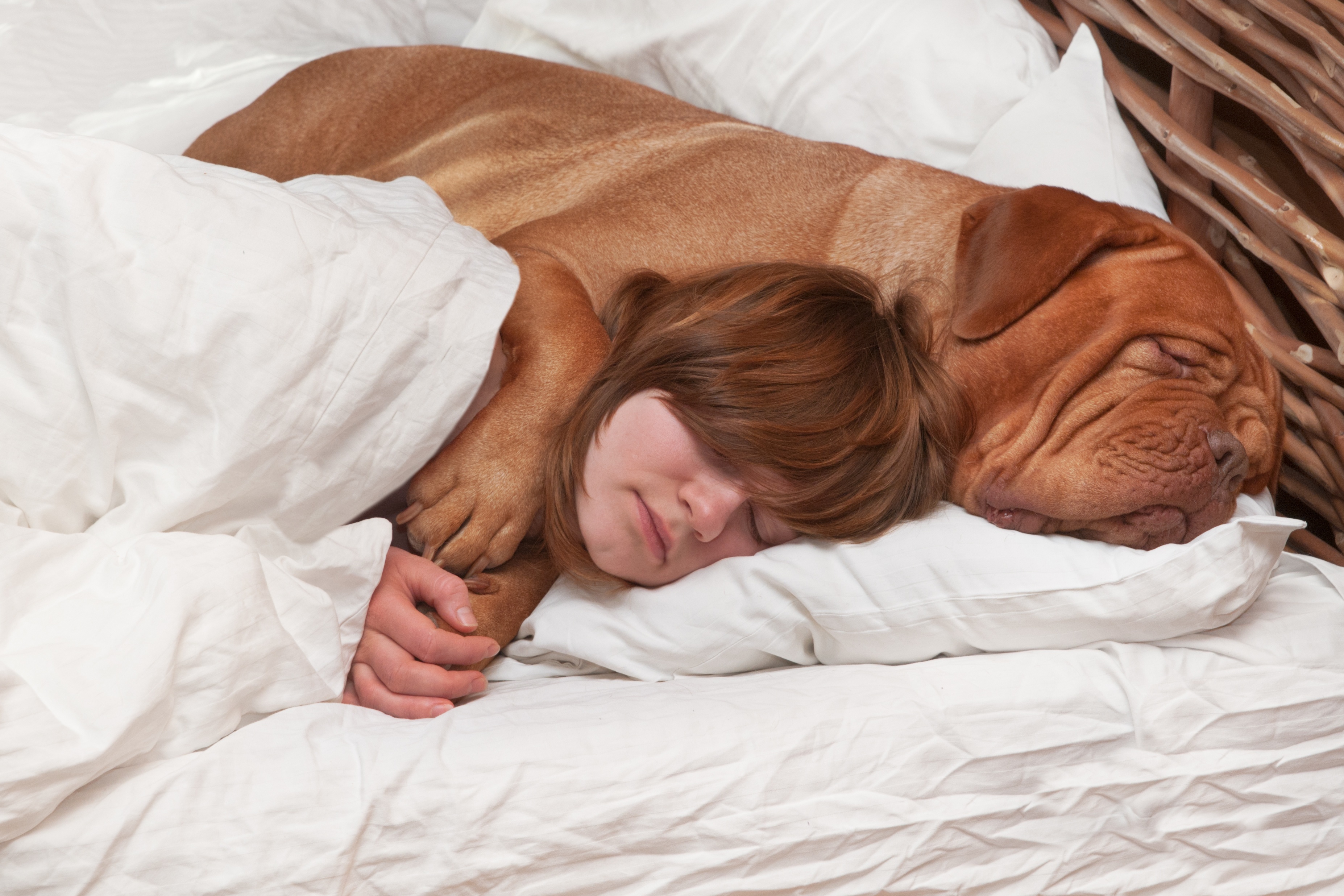 How to Train Your Dog on Bed Etiquette