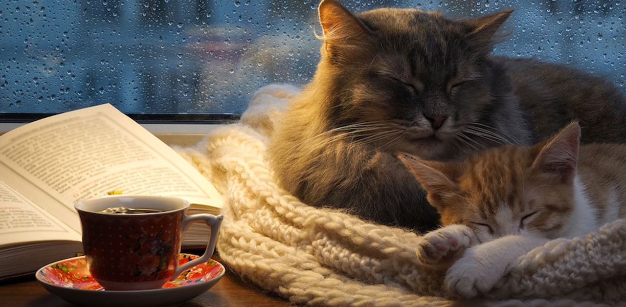 What Is It About Rainy Days That Makes Us Want To Sleep?