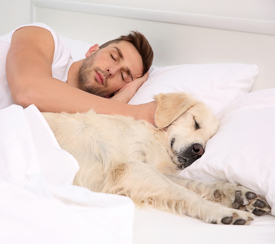 bigstock-Labrador-dog-sleeping-with-own-166888751.jpg