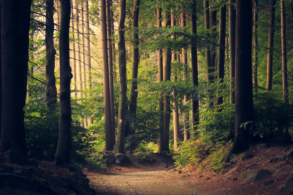 Why the Sounds of Nature Help You Fall Asleep